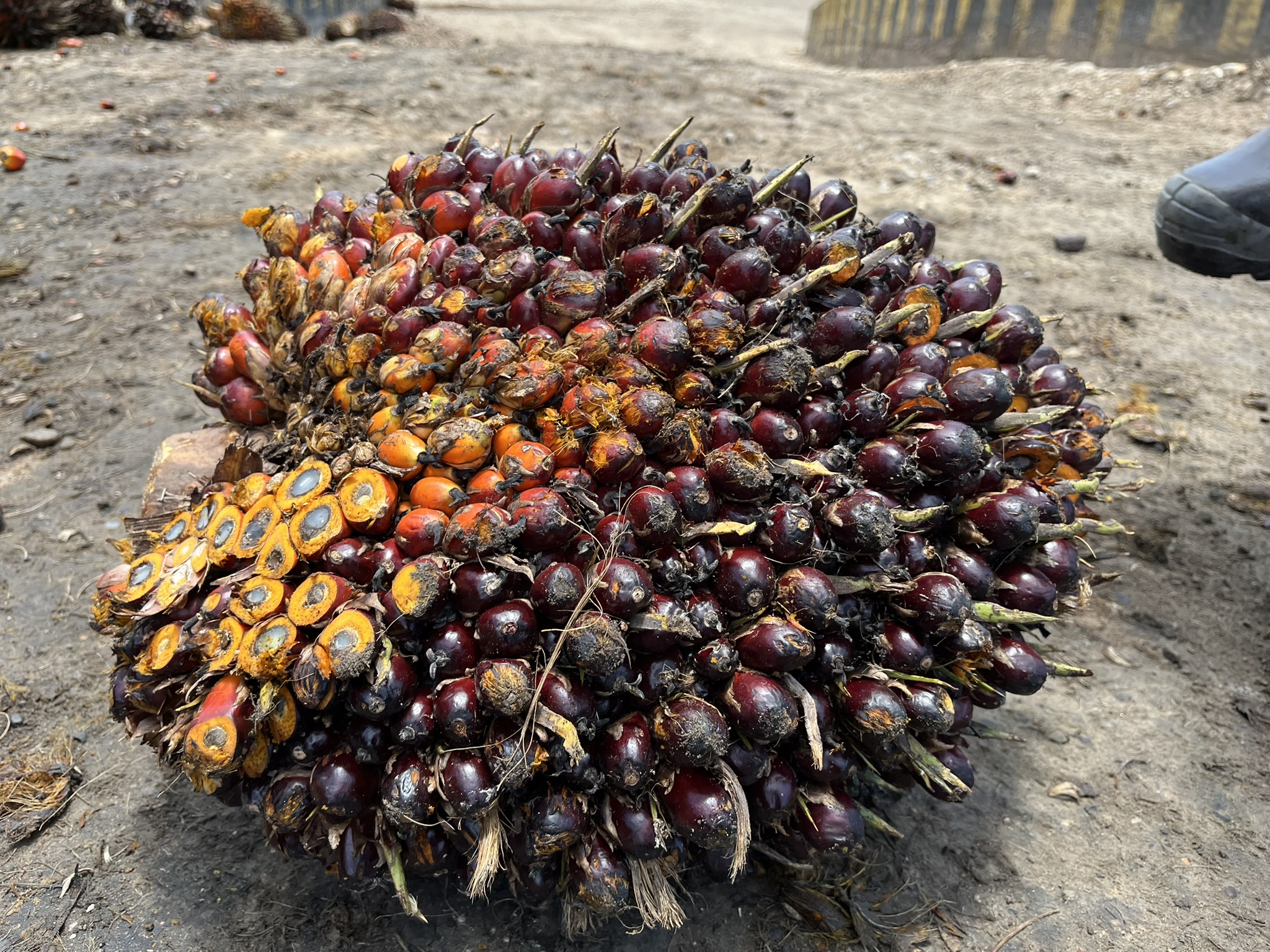 Racimo de Fruta Fresca